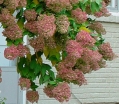 rośliny ogrodowe - Hortensja bukietowa Grandiflora (Hydrangea paniculata) /C3 *19