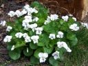 rośliny ozdobne -  Fiołek motylkowaty ALBIFLORA (Viola sororia) P11 *16
