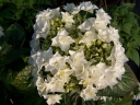 sadzonki -  Hortensja ogrodowa Coco (Hydrangea macrophylla Coco) C5 *T34 *T35