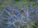 sadzonki - Śliwa tarnina, tarnina, tarka (Prunus spinosa) C2/40cm *25P