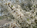 rośliny ogrodowe - Śliwa tarnina, tarnina, tarka (Prunus spinosa) C2/40cm *25P