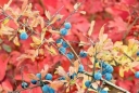sklep ogrodniczy - Śliwa tarnina, tarnina, tarka (Prunus spinosa) C2/40cm *25P