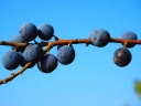 sadzonki - Śliwa tarnina, tarnina, tarka (Prunus spinosa) C2/40cm *25P
