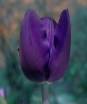 sklep ogrodniczy -  Tulipan Triumph Blue  5 sztuk cebulek