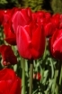 rośliny ogrodowe -  Tulipan Triumph Red  5 sztuk cebulek