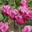 sadzonki -  Tulipan Triumph Rose  5 sztuk cebulek