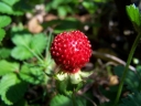 sadzonki - Poziomkówka indyjska (Duchesnea indica) /P11 *7