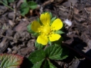 sadzonki - Poziomkówka indyjska (Duchesnea indica) /P11 *7