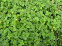 rośliny ozdobne - Poziomkówka indyjska (Duchesnea indica) /P11 *7
