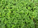 rośliny ogrodowe - Poziomkówka indyjska (Duchesnea indica) /P11 *7