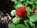 sadzonki - Poziomkówka indyjska (Duchesnea indica) /P11 *7