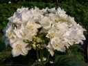 rośliny ogrodowe - Hortensja ogrodowa Coco (Hydrangea macrophylla Coco) C5 *T34 *T35