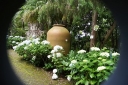 sadzonki - Hortensja ogrodowa Coco (Hydrangea macrophylla Coco) C5 *T34 *T35
