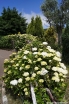 rośliny ogrodowe - Hortensja ogrodowa Coco (Hydrangea macrophylla Coco) C5 *T34 *T35