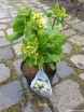 sklep ogrodniczy - Hortensja ogrodowa Coco (Hydrangea macrophylla Coco) C5 *T34 *T35