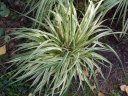 rośliny ozdobne - Molinia caerulea Variegata /C2 *K5