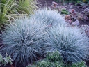 rośliny ogrodowe -  Kostrzewa kropkowana (Festuca punctoria)