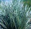 sadzonki - Kostrzewa kropkowana (Festuca punctoria)