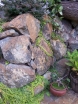 rośliny ogrodowe - TOJEŚĆ ROZESŁANA Aurea  Lysimachia nummularia /P9