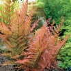 sklep ogrodniczy - Narecznica czerwonozawijkowa (Dryopteris erythrosora) P8 *10