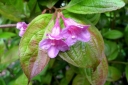 rośliny ogrodowe - Krzewuszka cudowna WINGS OF FIRE PBR ( Weigela florida) /C2