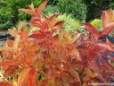 rośliny ozdobne - Krzewuszka cudowna WINGS OF FIRE PBR ( Weigela florida) /C2