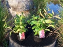 sklep ogrodniczy - Krzewuszka cudowna WINGS OF FIRE PBR ( Weigela florida) /C2
