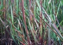 rośliny ogrodowe - Palczatka miotlasta PRAIRIE BLUES (Andropogon scoparius Prairie Blues) C2 *26