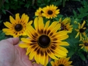 sadzonki -  Rudbekia owłosiona DENVER DAISY (Rudbeckia hirta)