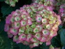 rośliny ozdobne -  Hortensja ogrodowa Fantasia z serii Forever Ever (Hydrangea macrophylla Fantasia)