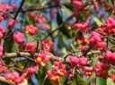 sklep ogrodniczy - Trzmielina Oskrzydlona TIMBER CREEK na PNIU (Euonymus alatus) C4/1(1,4)m