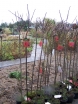 sadzonki - Trzmielina Oskrzydlona TIMBER CREEK na PNIU (Euonymus alatus) C4/1(1,4)m