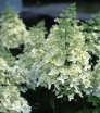 rośliny ogrodowe - Hortensja bukietowa EVEREST (synonim 'Mount Everest' Hydrangea paniculata) C3