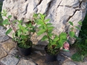 sklep ogrodniczy - Hortensja bukietowa EVEREST (synonim 'Mount Everest' Hydrangea paniculata) C3
