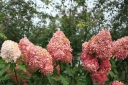 sklep ogrodniczy -  Hortensja bukietowa MEGA PEARL Hydrangea paniculata /C3 *K17