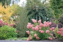 sadzonki - Hortensja bukietowa MEGA PEARL Hydrangea paniculata /C3 *K17