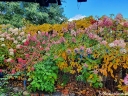 sadzonki - Hortensja bukietowa MEGA PEARL Hydrangea paniculata /C3 *K17