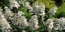 sklep ogrodniczy - Hortensja bukietowa PEE WEE  ( Hydrangea paniculata)