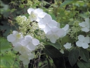 rośliny ozdobne - Hortensja bukietowa PEE WEE  ( Hydrangea paniculata)