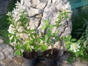sadzonki - Hortensja bukietowa PEE WEE  ( Hydrangea paniculata)