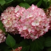 rośliny ogrodowe -  Hortensja ogrodowa Mirai (Hydrangea macrophylla Hovaria Mirai)