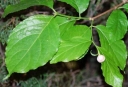 rośliny ozdobne - Sinokalikantus chiński- 5 szt. nasion