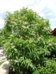 rośliny ogrodowe - Chitalpa x tashkentensis Summer Bells (Chitalpa taszkiencka Summer Bells) C3/60cm *K23