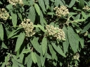 rośliny ogrodowe -  Kalina sztywnolistna (zimozielona) Viburnum rhytidophyllum C2/60-80cm *4