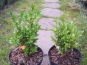 rośliny ogrodowe - Bukszpan wieczniezielony /C2