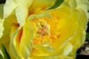 rośliny ogrodowe -  Japońska Piwonia Drzewiasta Żółta Paeonia suffruticosa /C1