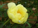 sadzonki - Japońska Piwonia Drzewiasta Żółta Paeonia suffruticosa /C1