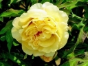 sklep ogrodniczy - Japońska Piwonia Drzewiasta Żółta Paeonia suffruticosa /C1