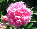 rośliny ozdobne -  Piwonia drzewiasta XIAN TAO (różowa) Paeonia suffruticosa C4/10-20cm *6-O