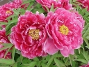 sadzonki - Piwonia drzewiasta XIAN TAO (różowa) Paeonia suffruticosa C4/10-20cm *6-O